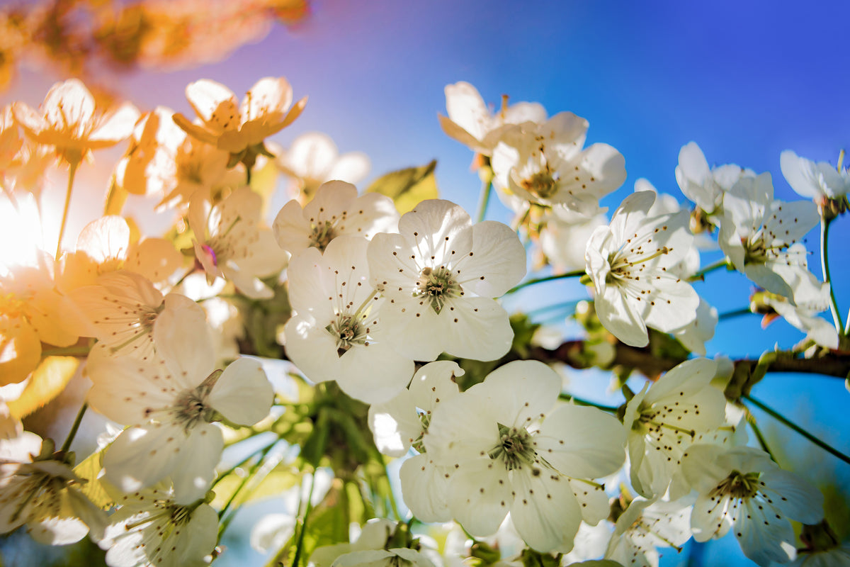 aluminium-print-the-apple-tree-blossom