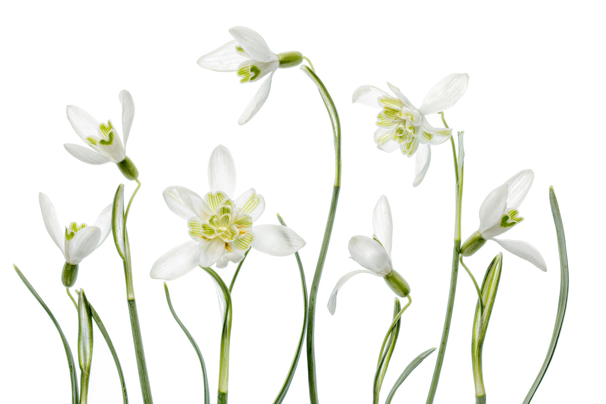 poster-print-spring-snowdrops