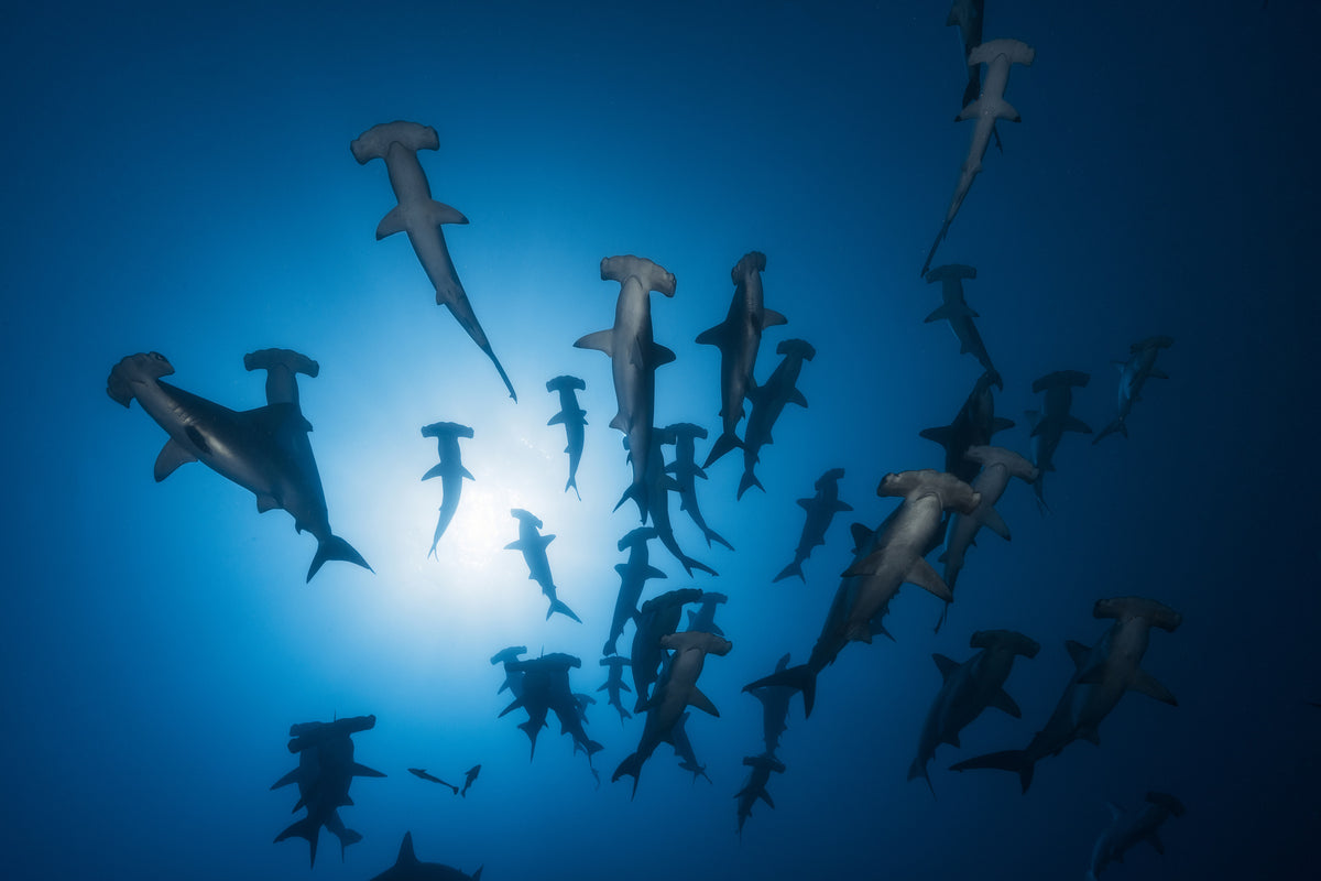modern-3-piece-acrylic-print-hammerhead-sharks-in-the-light