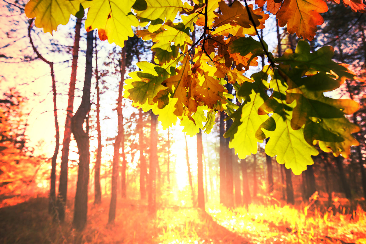acrylic-print-autumn