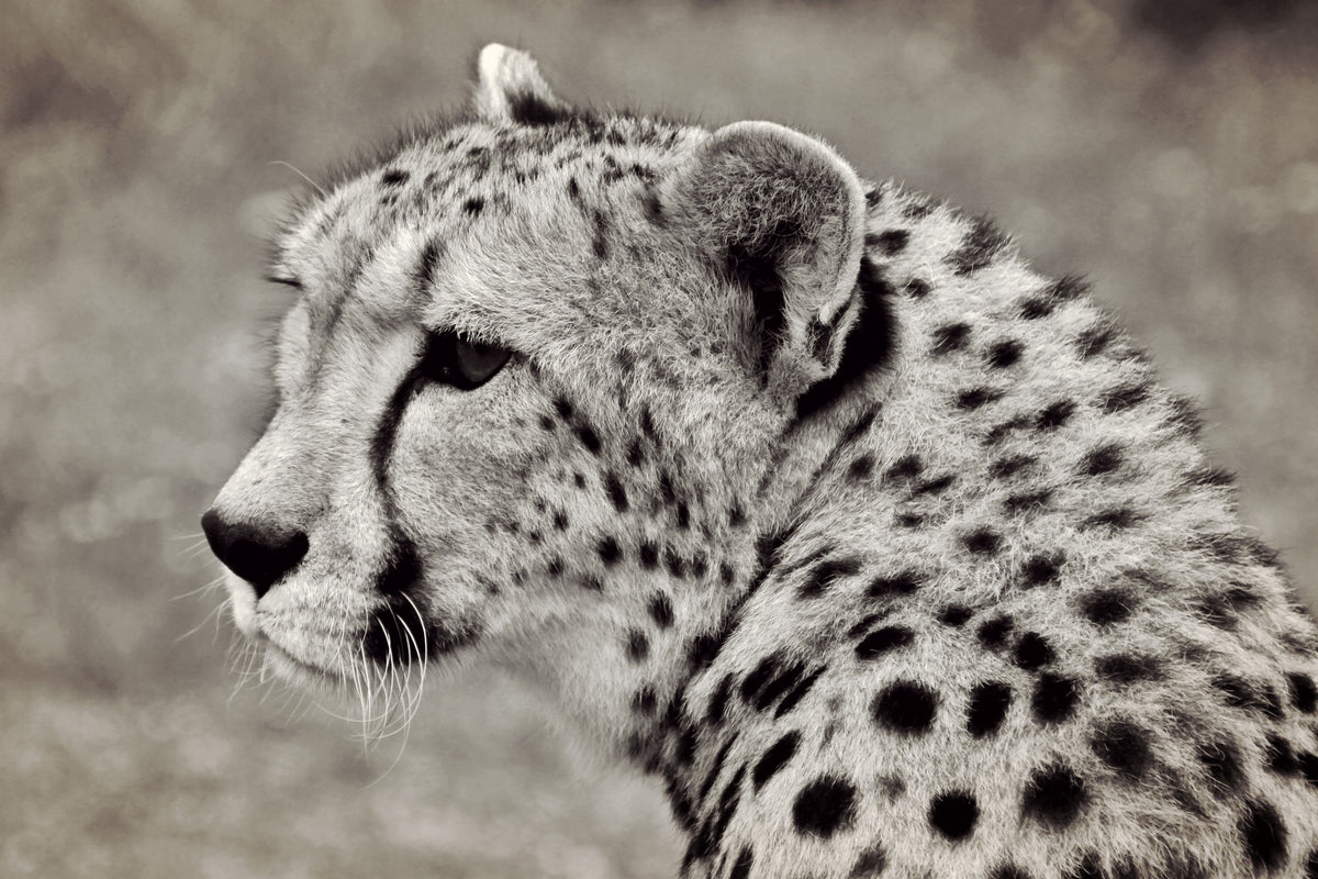 aluminium-print-beautiful-cheetah