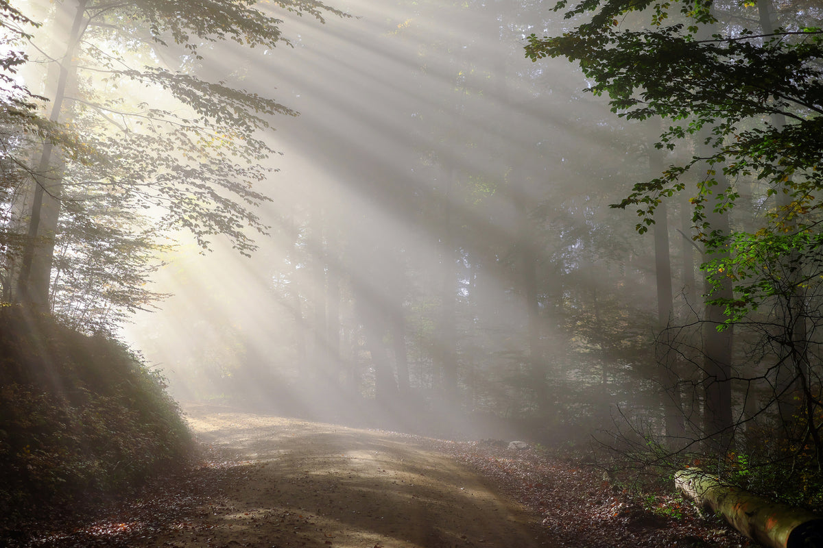 framedposter-print-mystical-light-in-the-forest