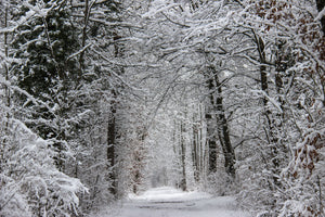 framedcanvas-print-enchanted-winter-forest