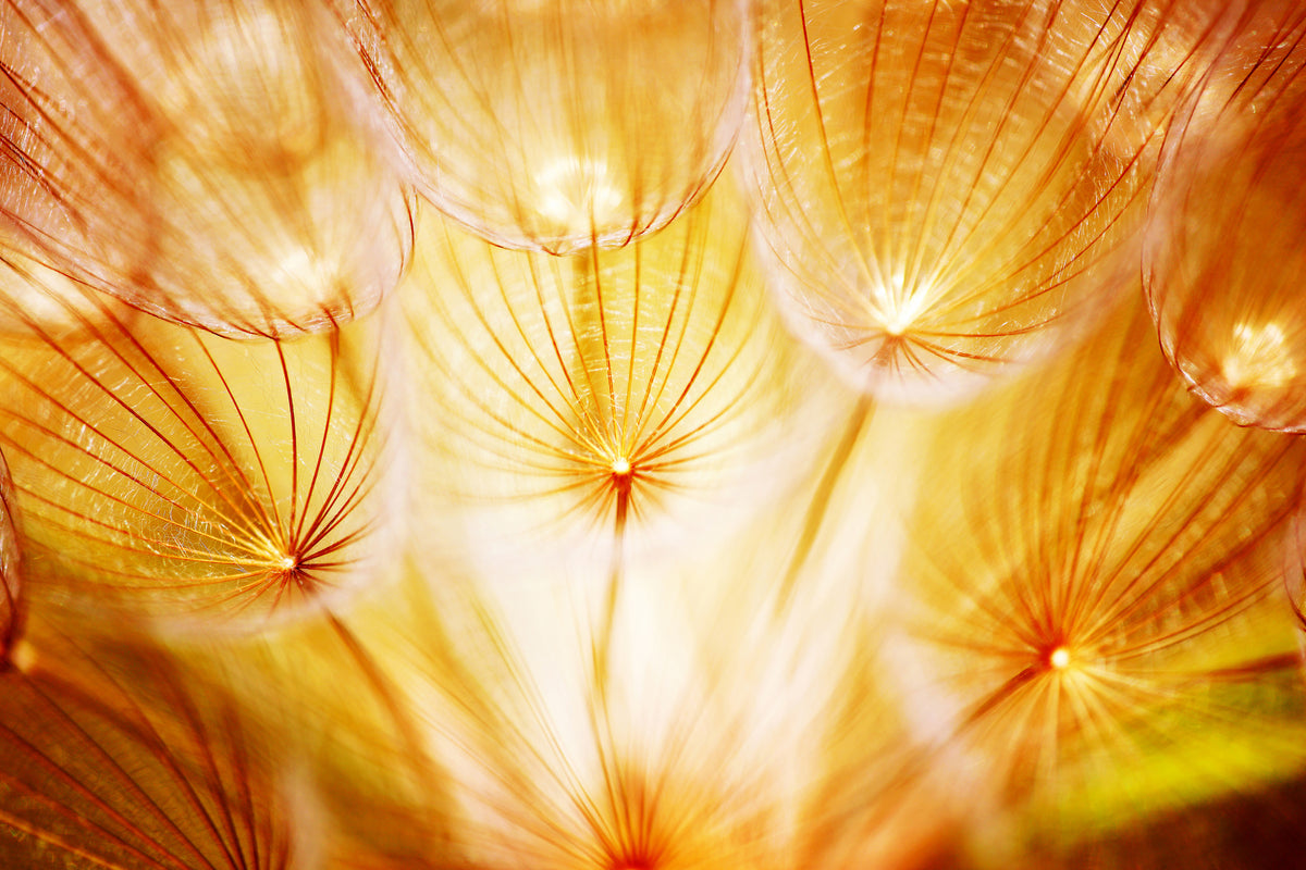framedposter-print-close-up-dandelion-in-light