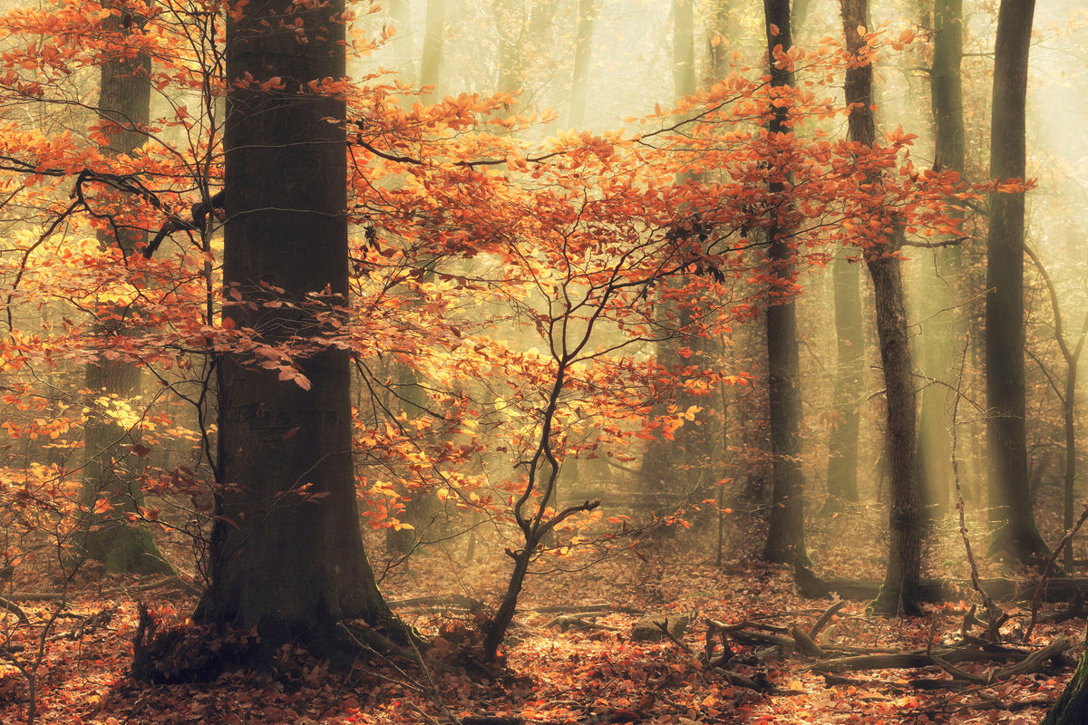 aluminium-print-soft-fall-x