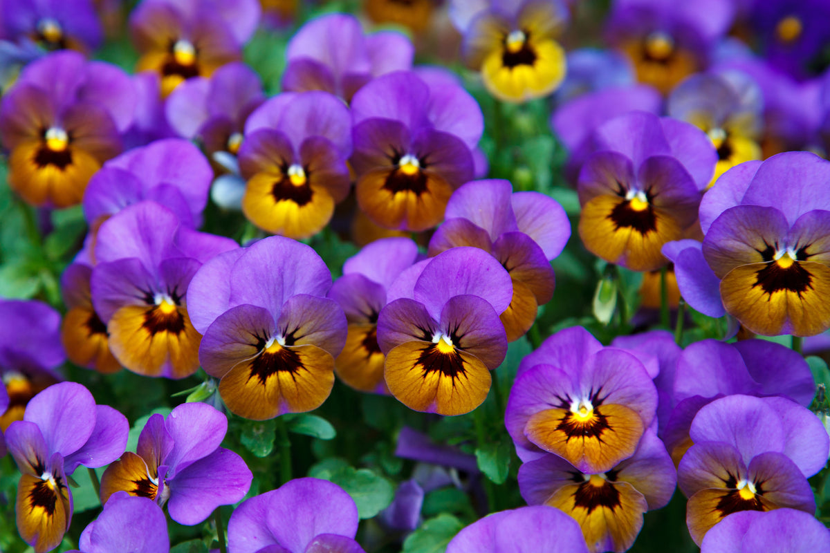 modern-3-piece-aluminium-print-the-pansies