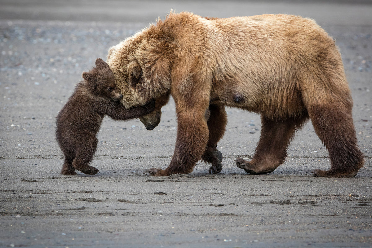 3-piece-aluminium-print-a-little-bear-hug