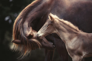 acrylic-print-the-bond