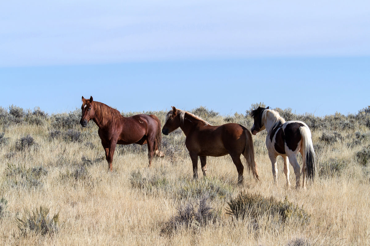 3-piece-canvas-print-3-horses-in-nature