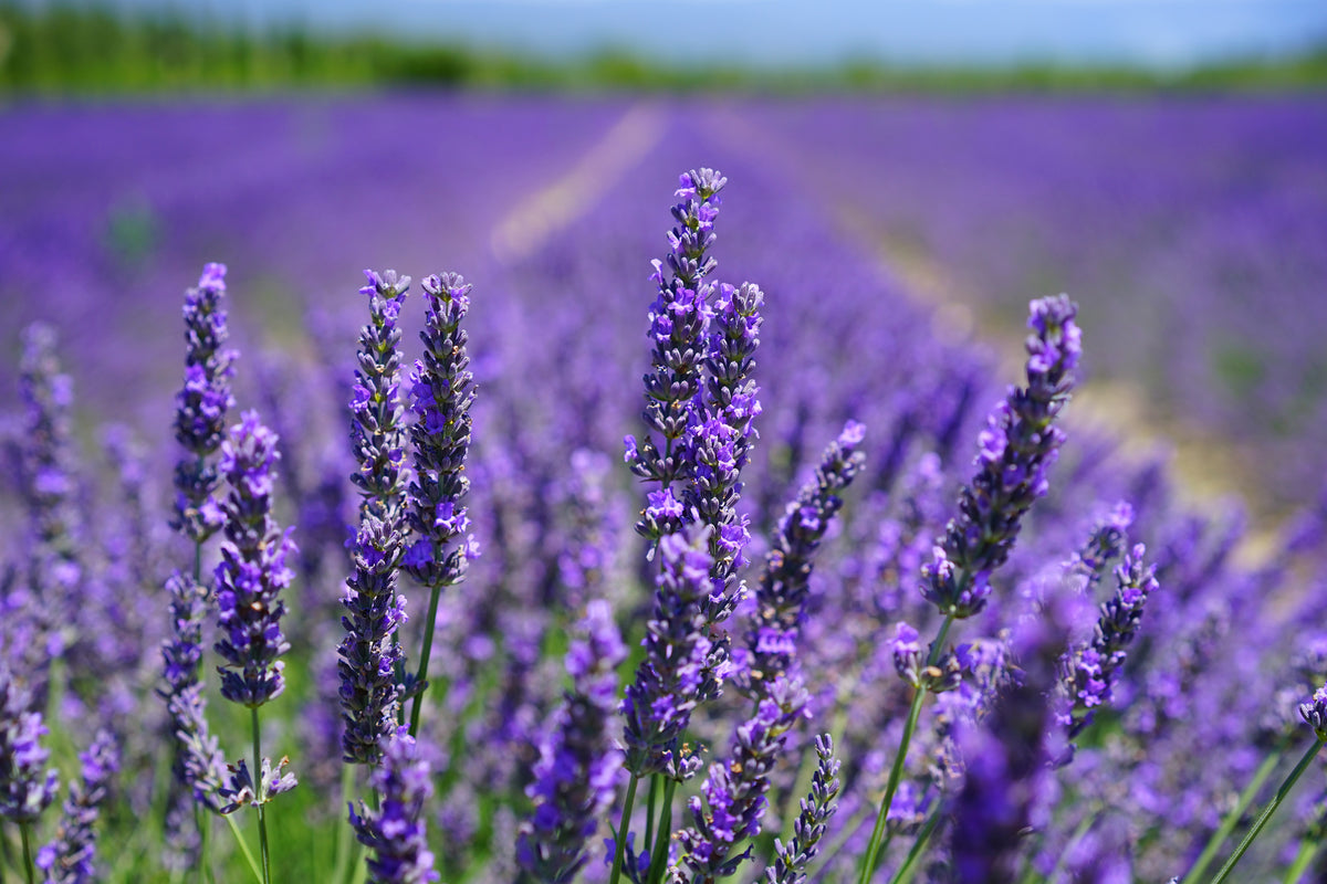 3-piece-acrylic-print-the-lavender-flowers