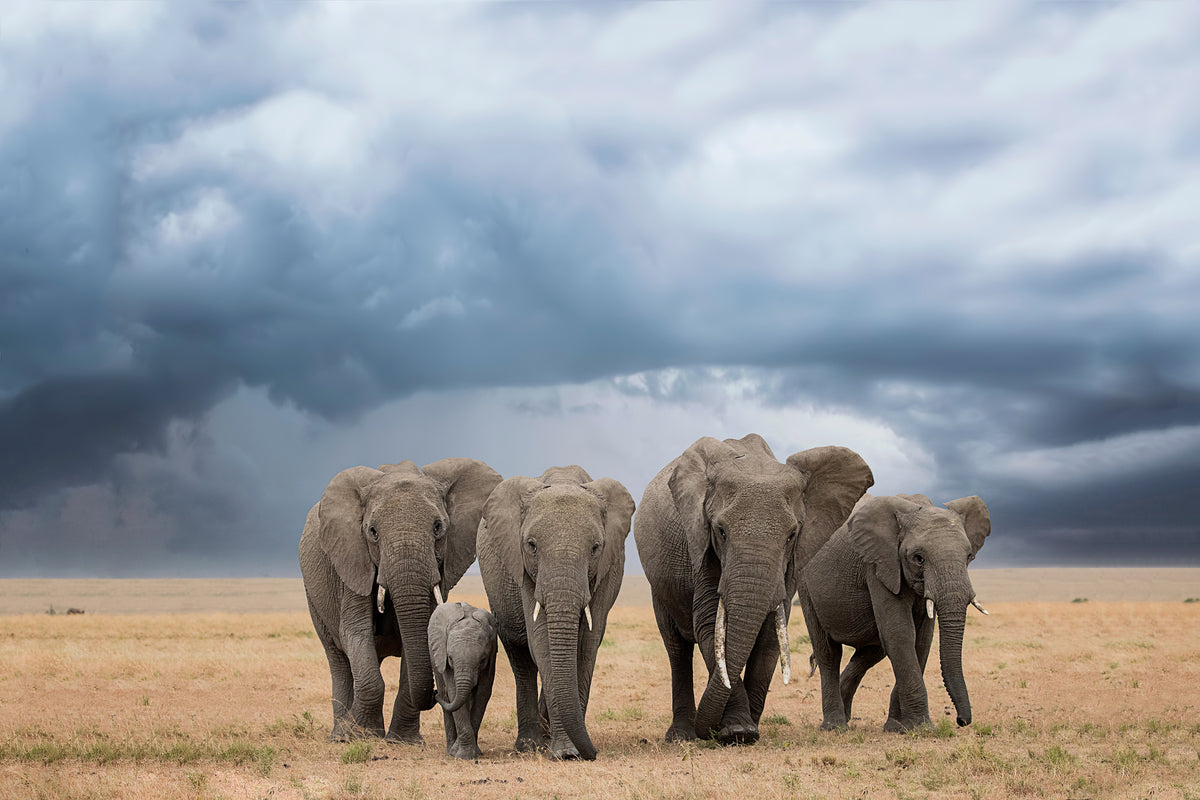 framedposter-print-elephant-walk-x