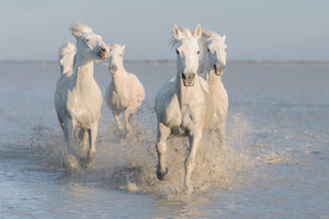 acrylic-print-horses-xue