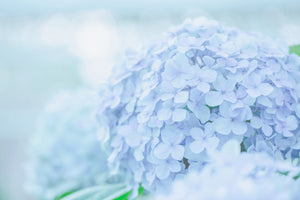 framedposter-print-the-hydrangea