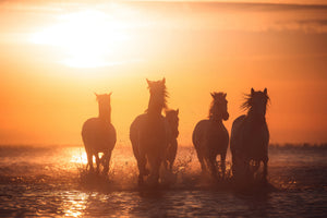 aluminium-print-camargue-angels-x