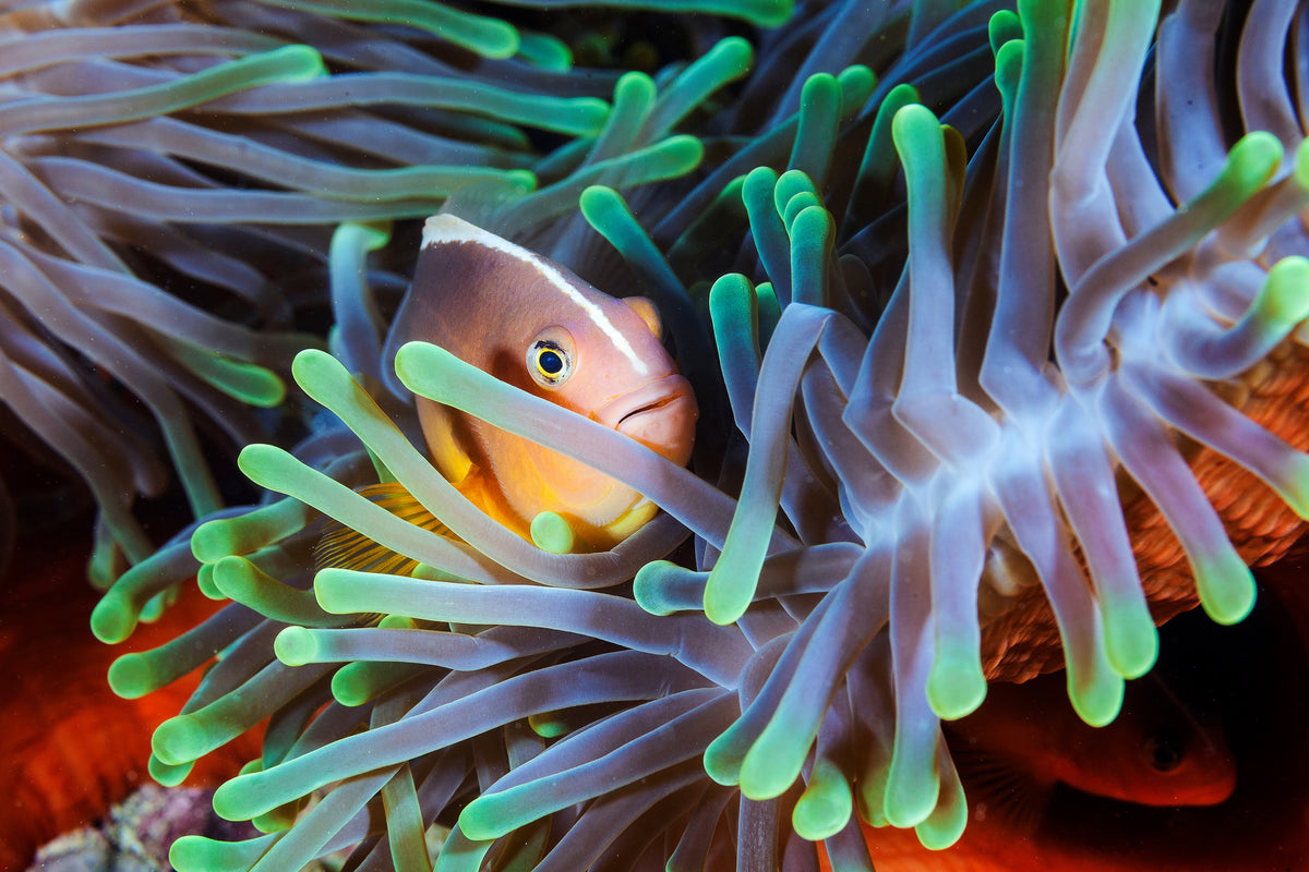 modern-3-piece-acrylic-print-clownfish