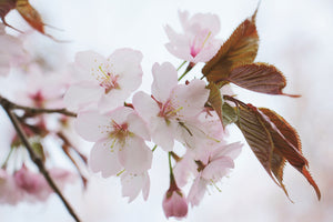 framedposter-print-lovely-japanese-cherry