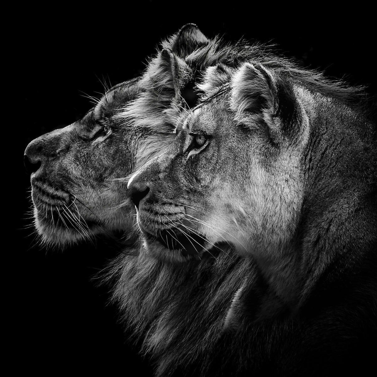 4-piece-canvas-print-lion-and-lioness-portrait