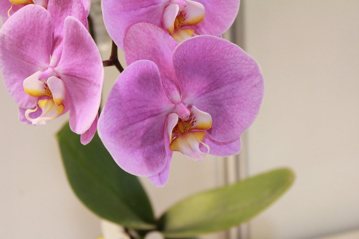poster-print-orchids-with-purple-flowers-in-xl
