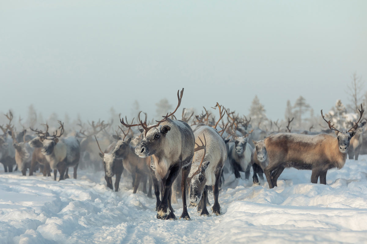 aluminium-print-reindeers-x