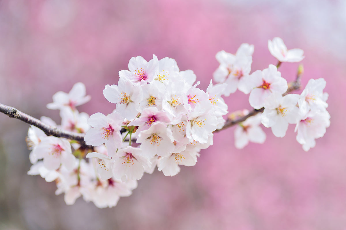 aluminium-print-cherry-blossoms-xxl