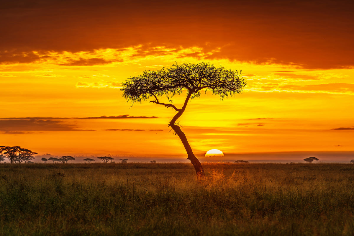 canvas-print-primordial-africa-x