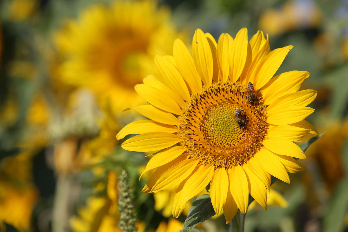 framedcanvas-print-bees-at-work