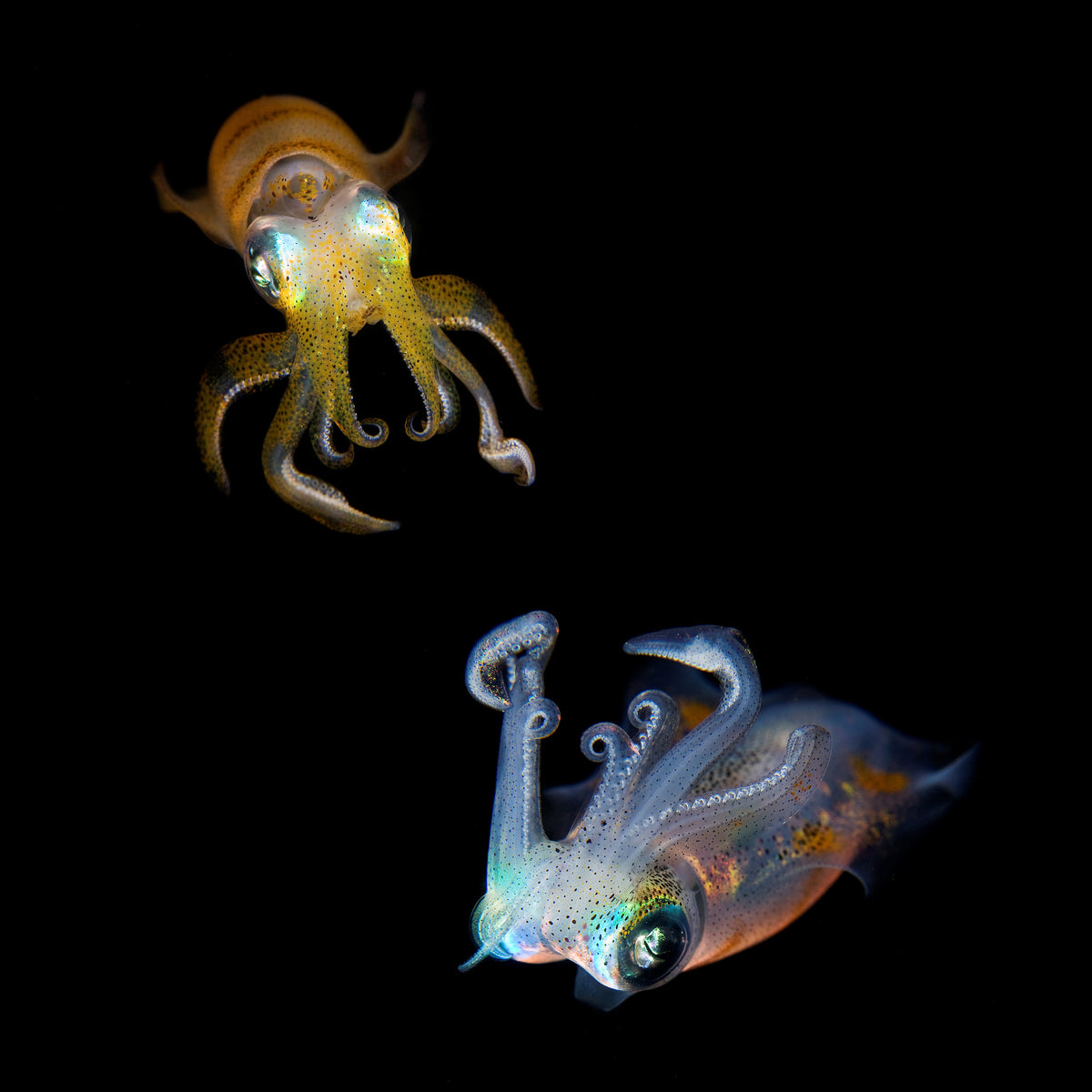 acrylic-print-sea-jewels