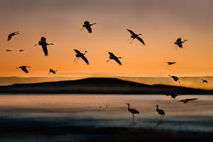 modern-3-piece-aluminium-print-fly-in-at-sunset