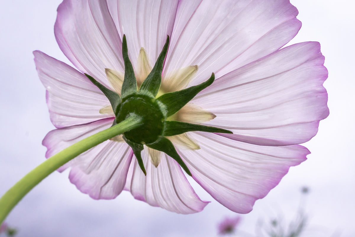 framedposter-print-the-cosmos-flower
