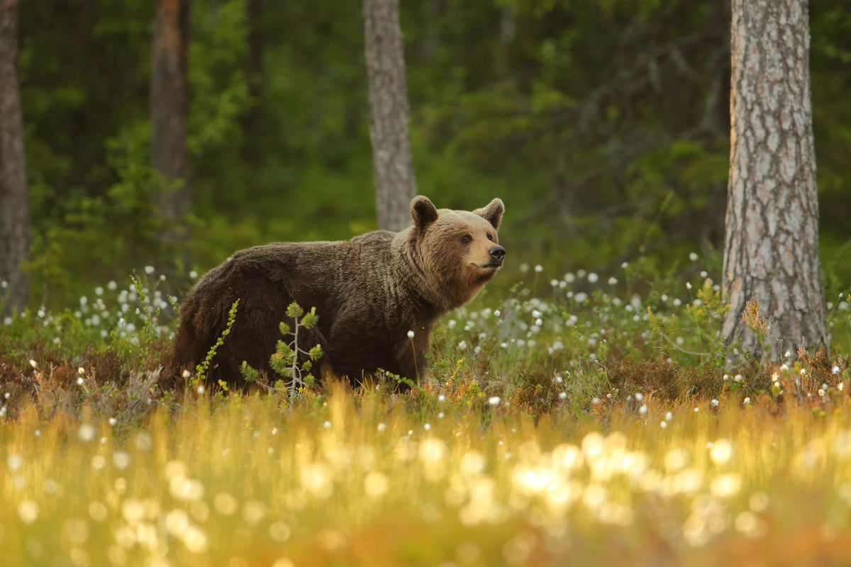 framedposter-print-brown-bear-x