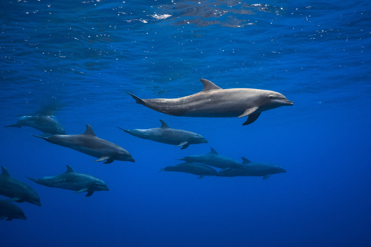 canvas-print-dolphins-x