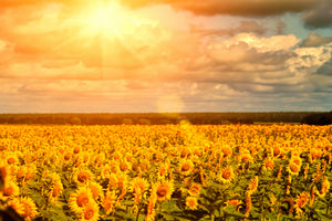 modern-3-piece-acrylic-print-golden-light-sunflower