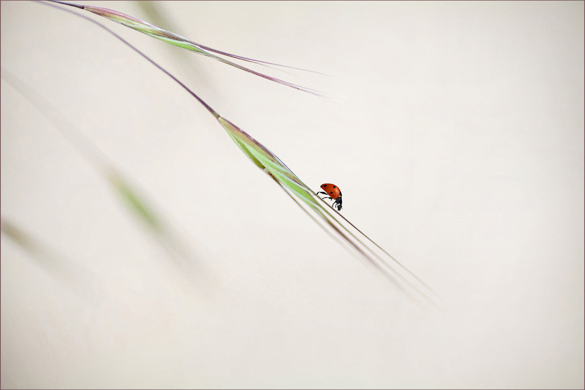 modern-3-piece-aluminium-print-ladybug