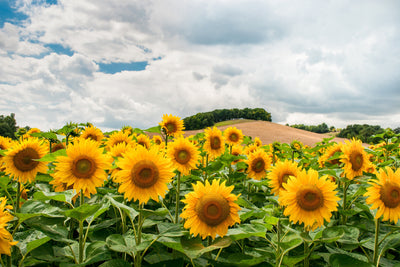poster-print-landscape-with-sunflowers