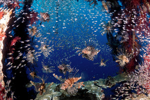 poster-print-lionfish-party-x