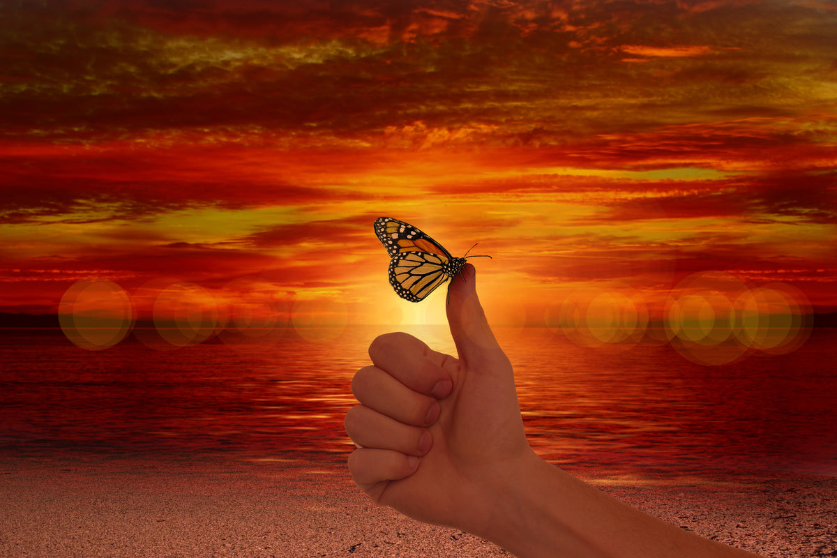 framedcanvas-print-the-butterfly-in-the-evening-light