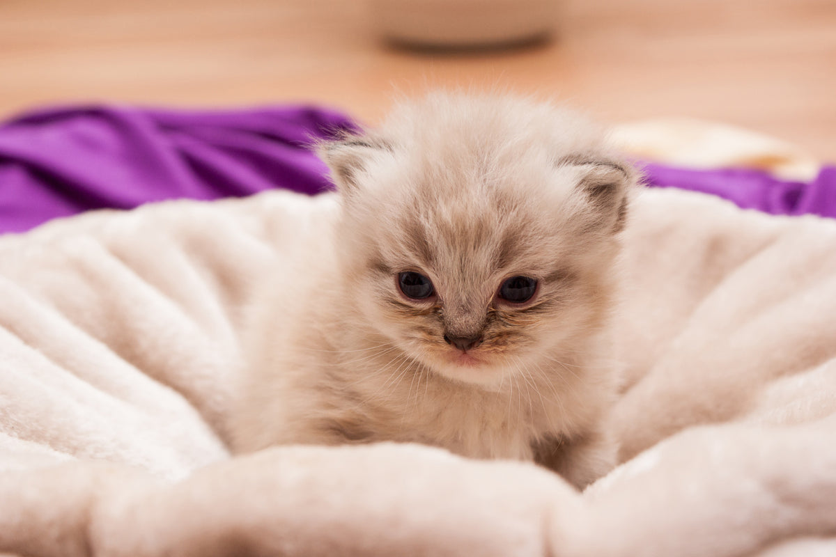 3-piece-canvas-print-kitten-to-fall-in-love