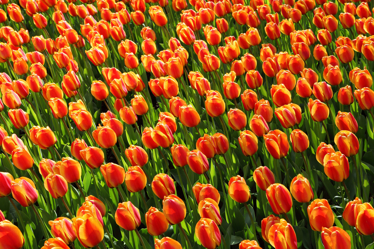 modern-3-piece-aluminium-print-tulip-field-in-orange