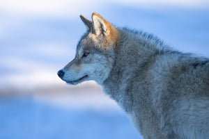 framedposter-print-a-vigilant-wolf-x
