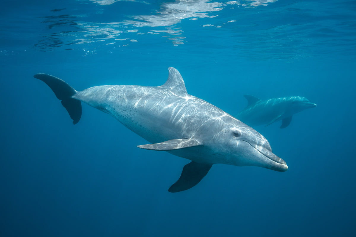 canvas-print-curious-dolphin