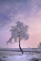 poster-print-a-winter-tree