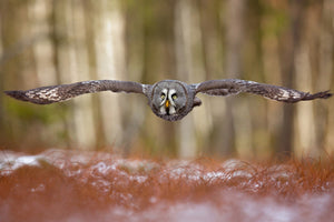 modern-3-piece-canvas-print-great-grey-owl