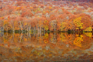 framedposter-print-glowing-autumn-x