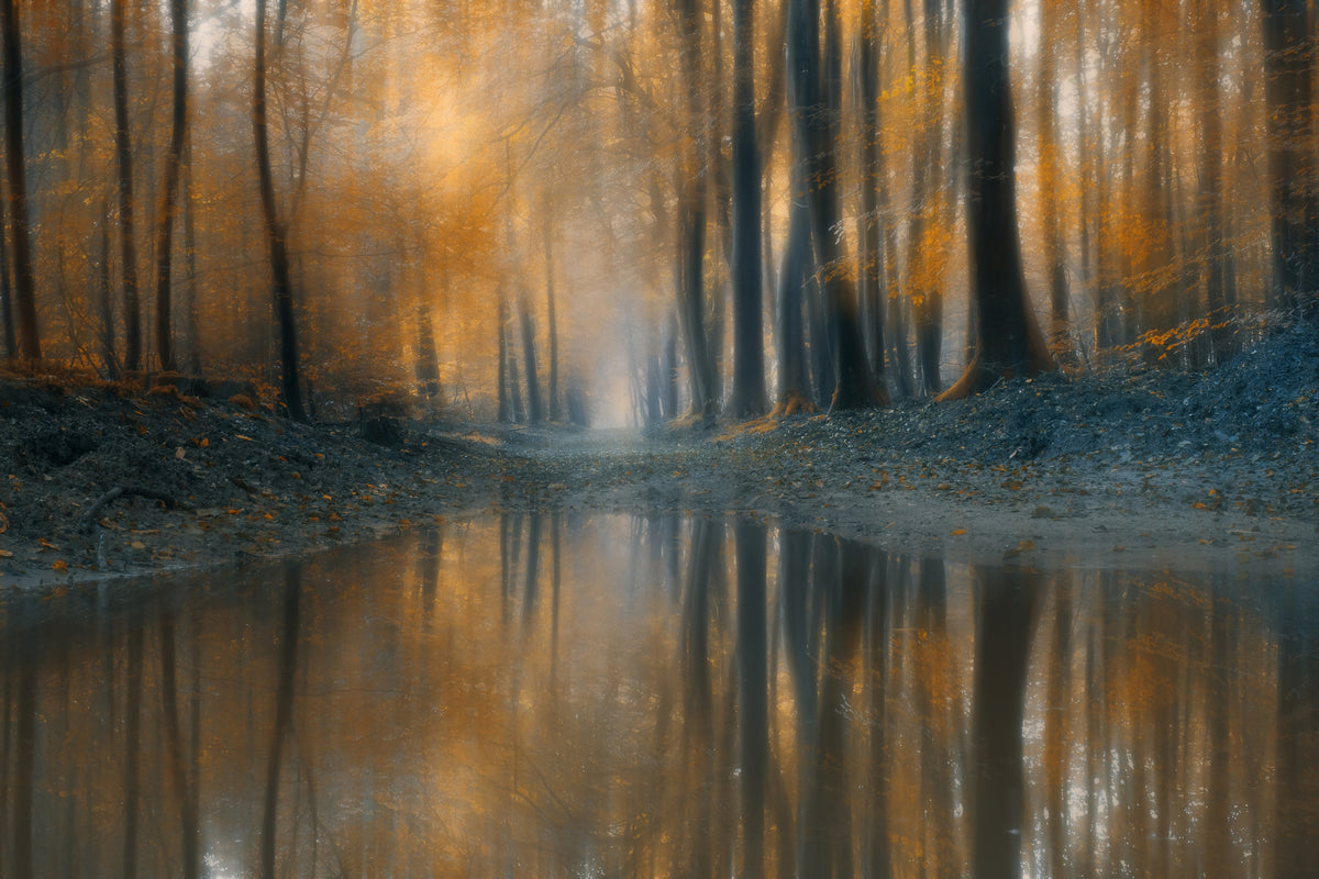 canvas-print-the-woods-x