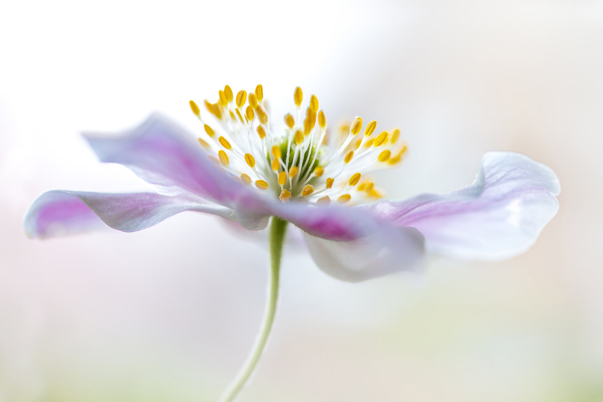 modern-3-piece-canvas-print-wood-anemone