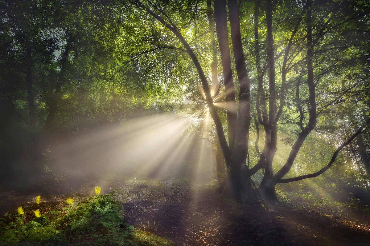 canvas-print-the-morning-light-x