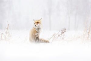 poster-print-waiting-xys