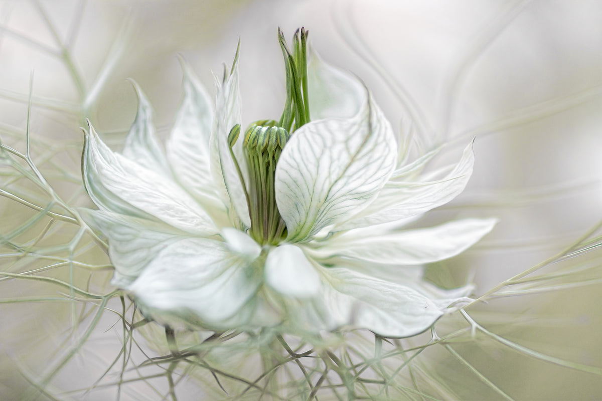 canvas-print-nigella-xdf