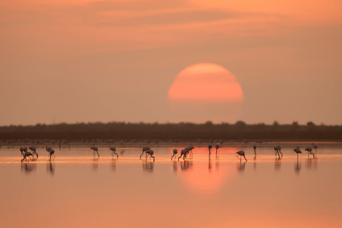 framedposter-print-flamingos-at-sunrise-x