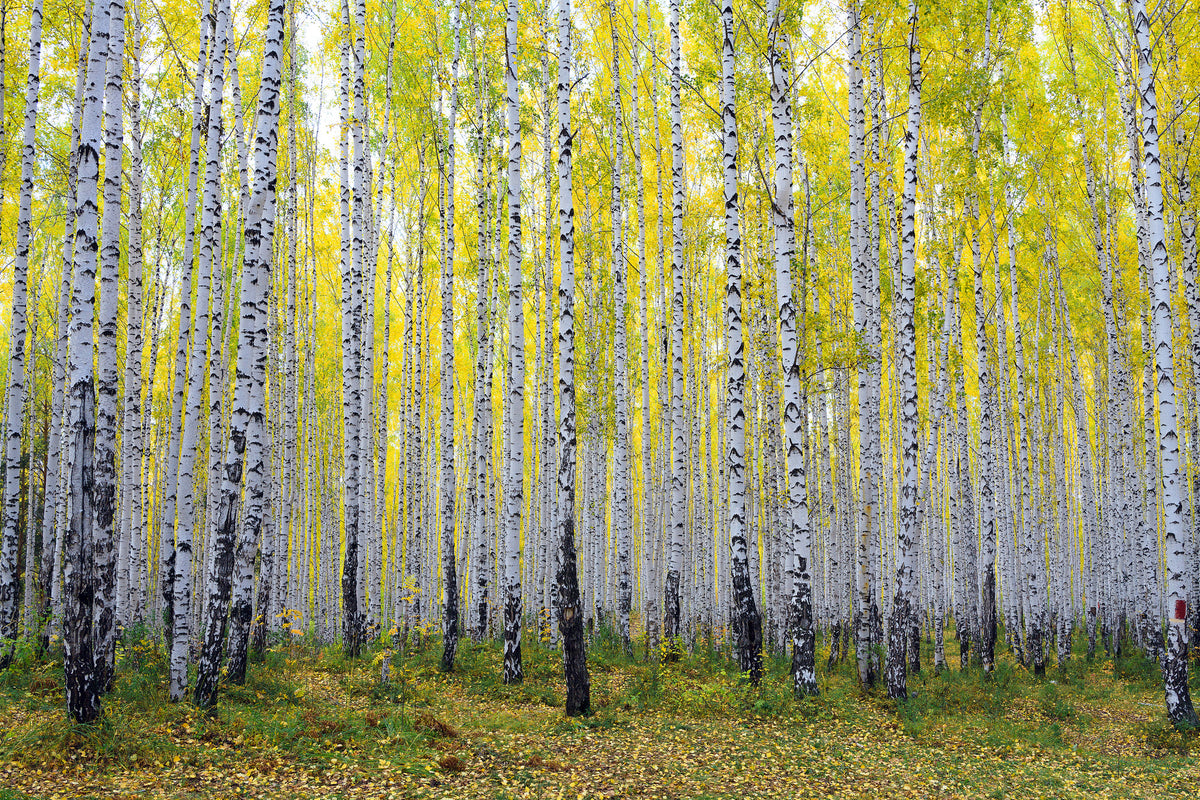 framedposter-print-autumnal-birch-forest